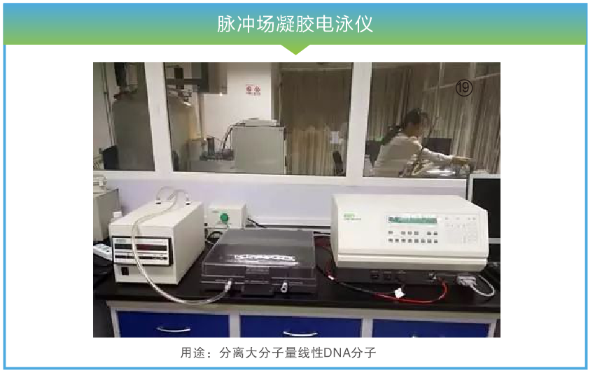 脉冲场凝胶电泳仪.png